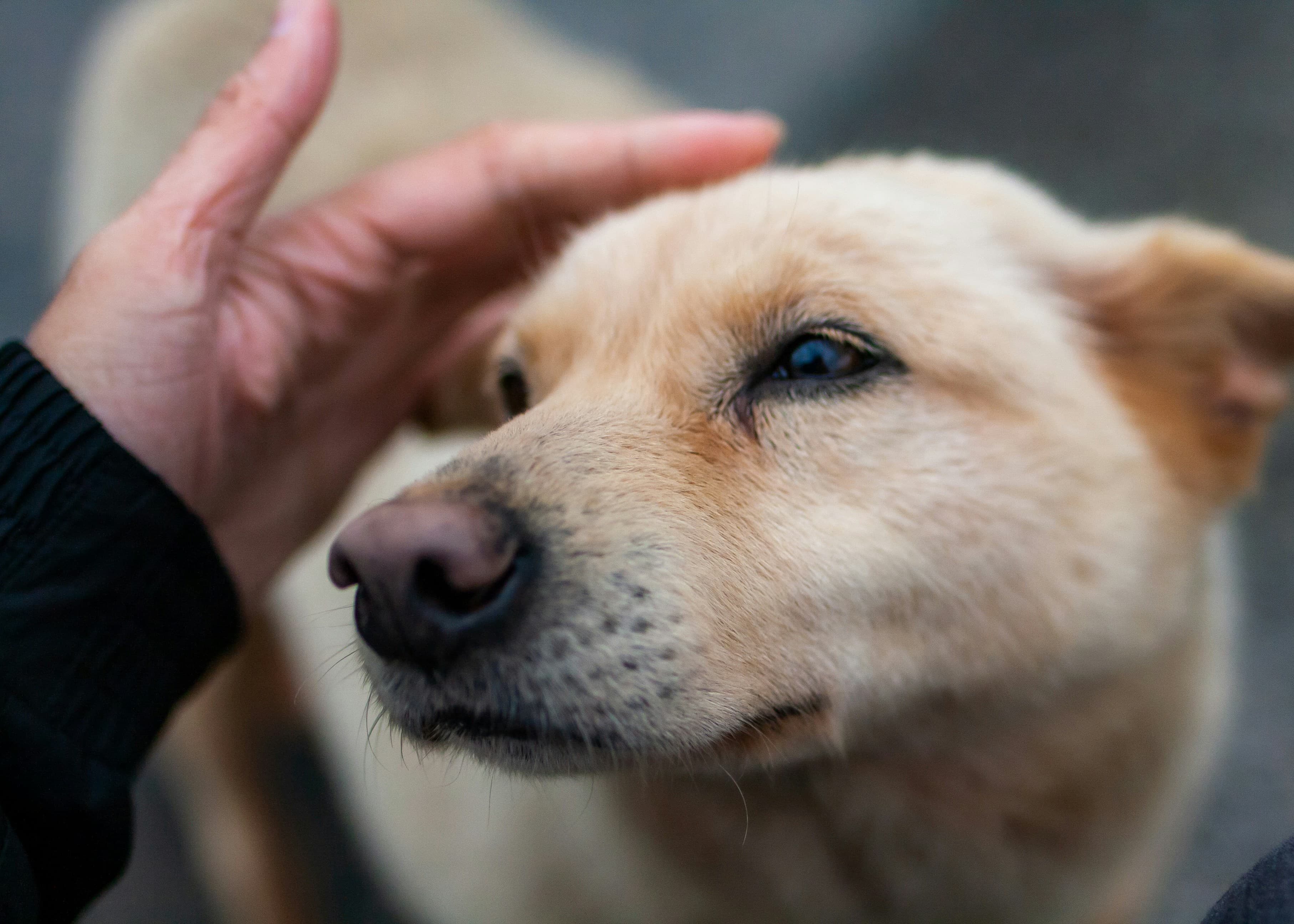 What Vets Should Know About Pets in Shared Care Arrangements