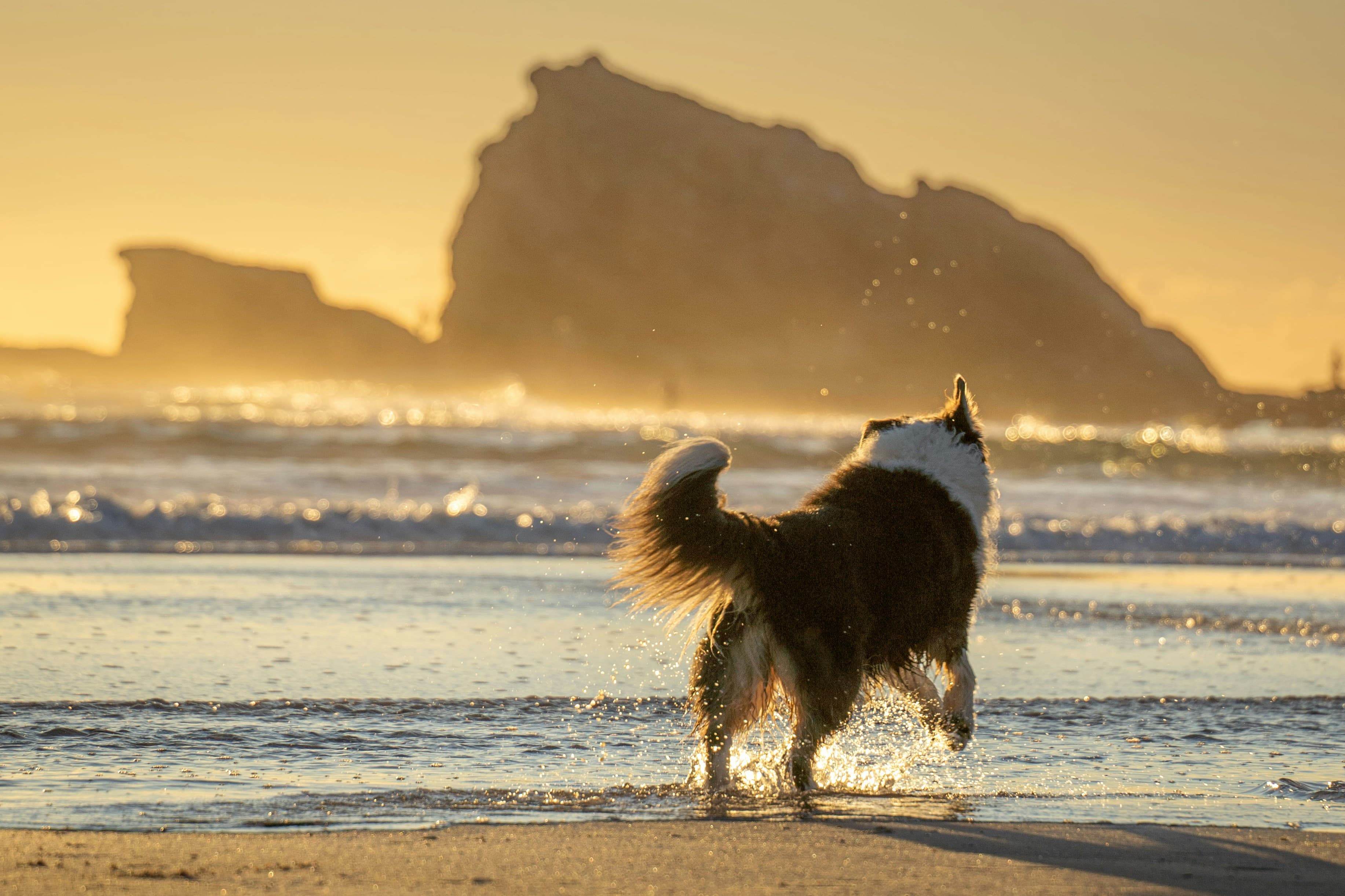 What the Australian Family Law Amendment Act 2024 Means for Pet Owners